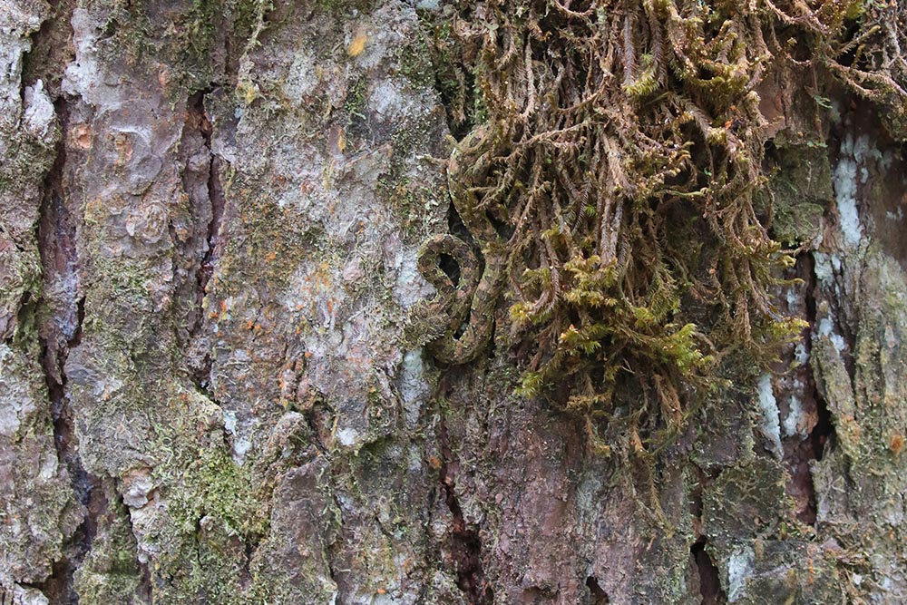 Eyelash Viper